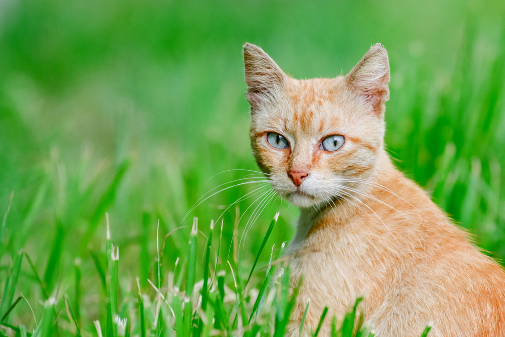 Thoughtful red orange cat sitting in the grass looking and listens green pet background animal wallpaper