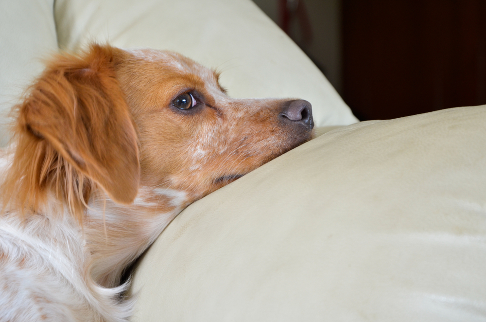 Portrait of young Brittany spaniel dog on sofa 