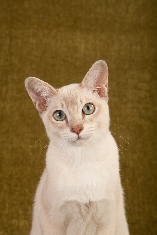 Closeup head image of Tonkinese cat on green background