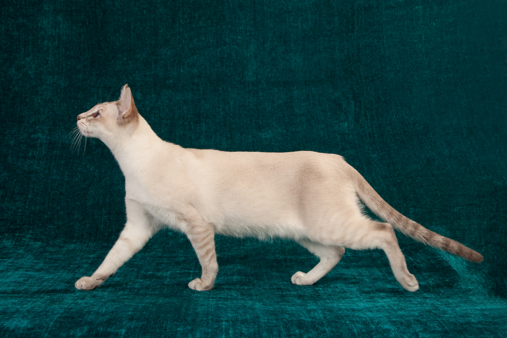 Closeup side profile of head of Tonkinese cat