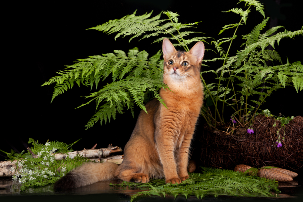 Red cat Somali in the fern