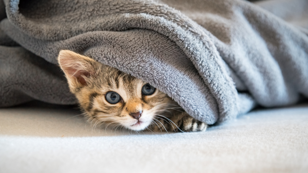 毛布にくるまる子猫