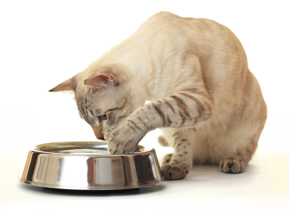 猫が水を飲むときに掻く仕草をする理由とはいったい？猫が水をこぼす時の対策も紹介！