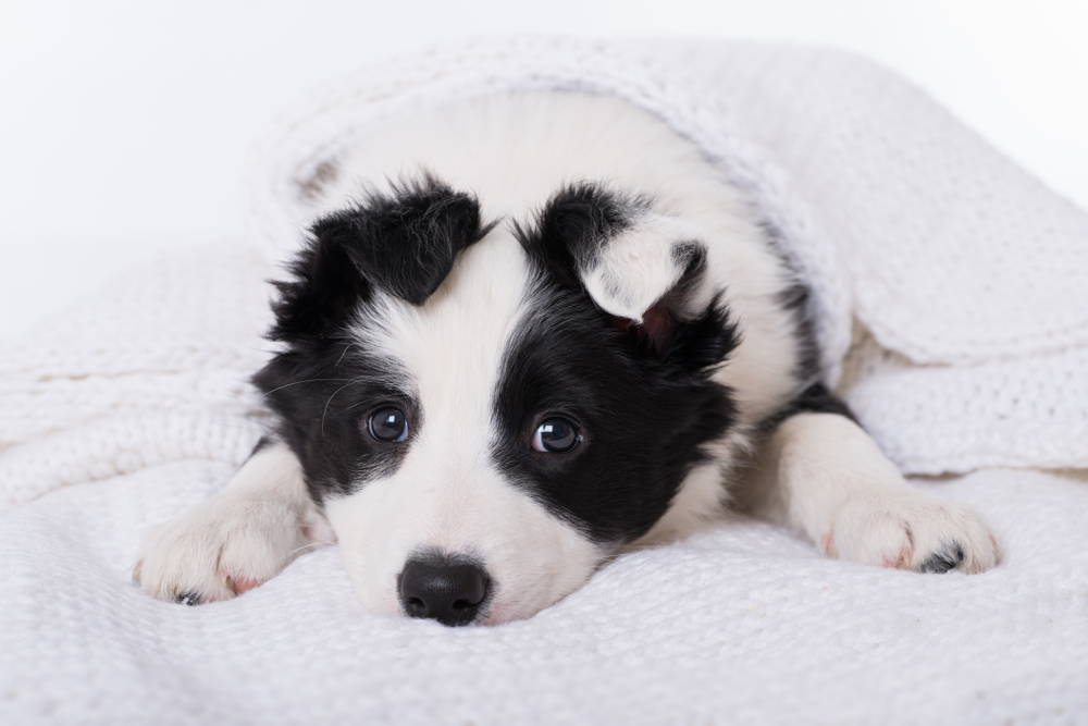 Border Collie puppy lying on a blanket