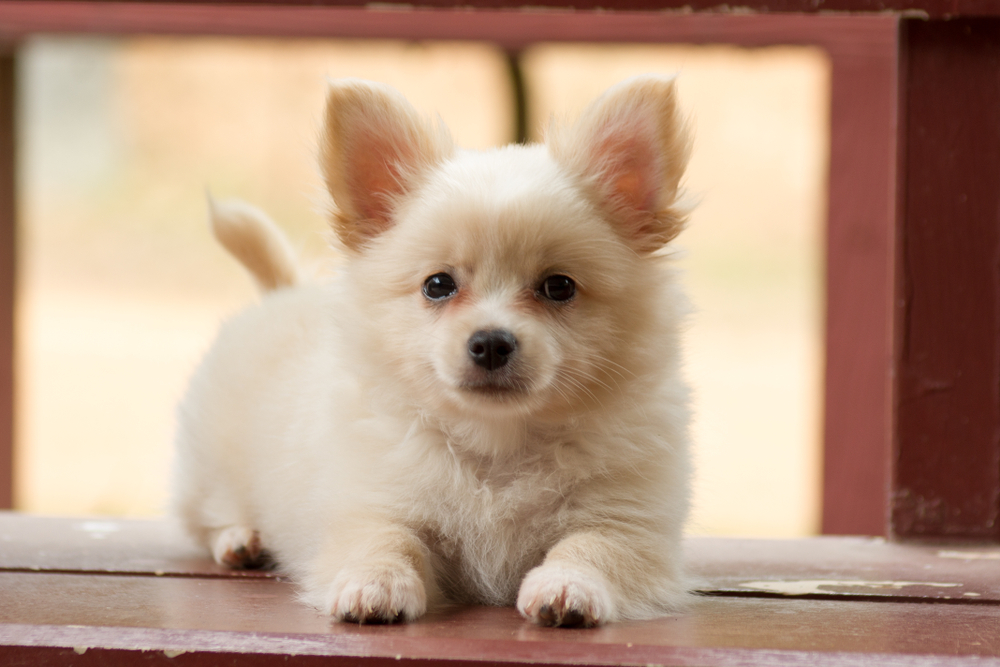 Pomeranian mixed breed with Chihuahua.