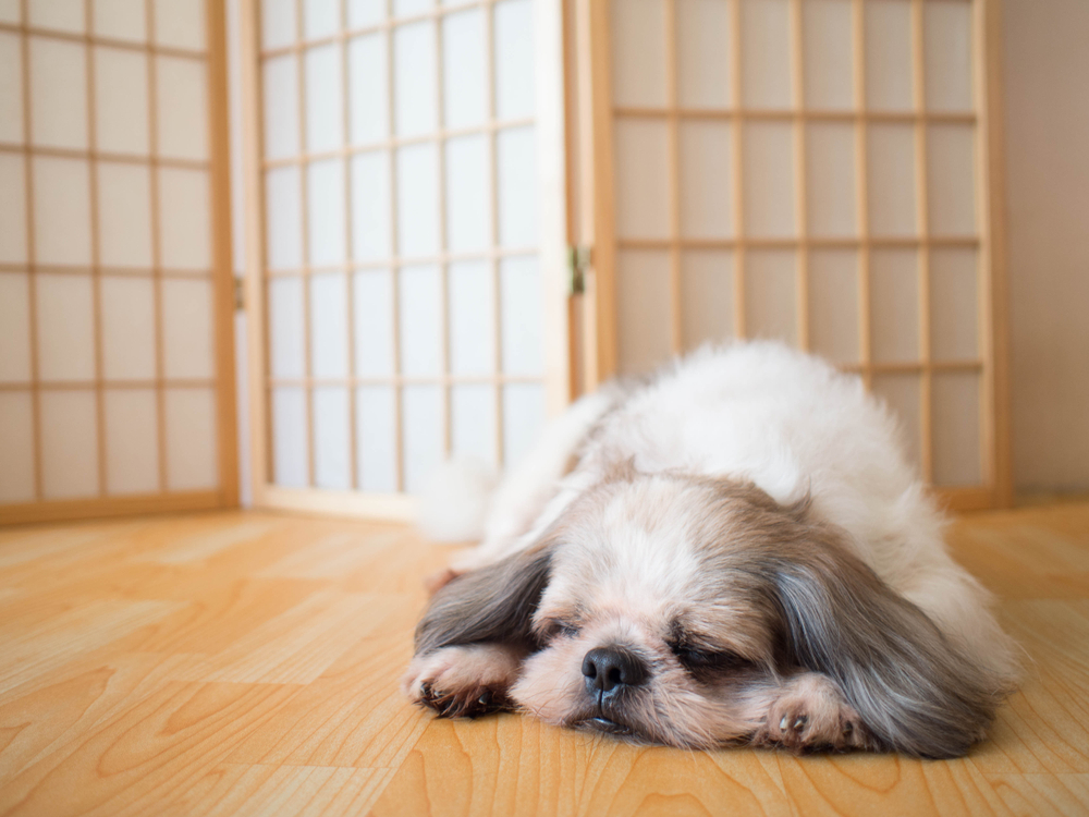 Lazy dog. Cute Shih tzu dog sleeping and relaxing on wood floor at home. Pet lifestyle and health concept. Copy space.