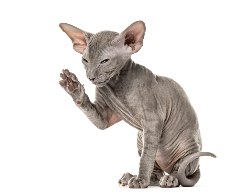 Side view of a young peterbald cat high-fiving in a funny position, sitting, isolated on white