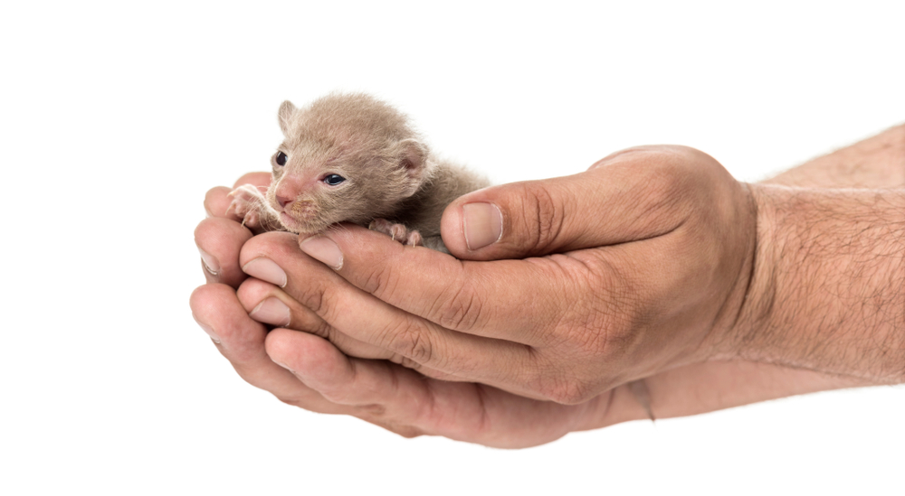 Cute little Peterbald cat kitten on the humans hands, isolated on white  