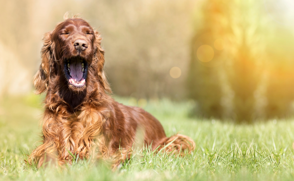 あくびをする犬