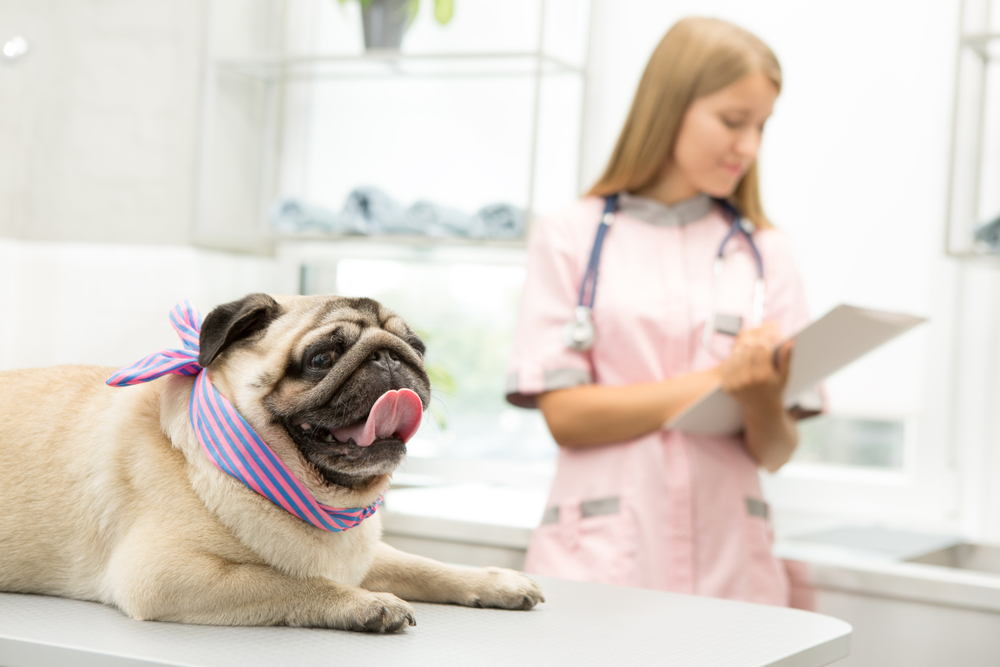 Happy pug lying on examination table at the vet clinic female veterinarian making notes on the background copyspace work profession occupation career staff animal service healthcare medicine pets care