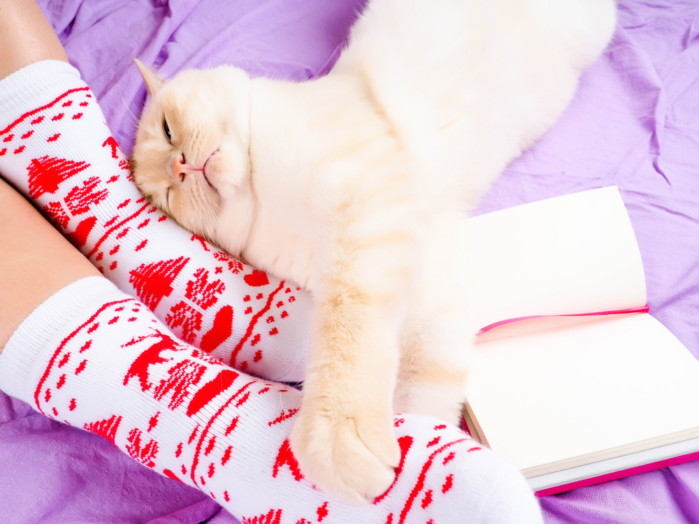 Cat lying on sofa in living room decorated for Christmas, female legs in Christmas socks, next to the cat curled up, the concept of comfort