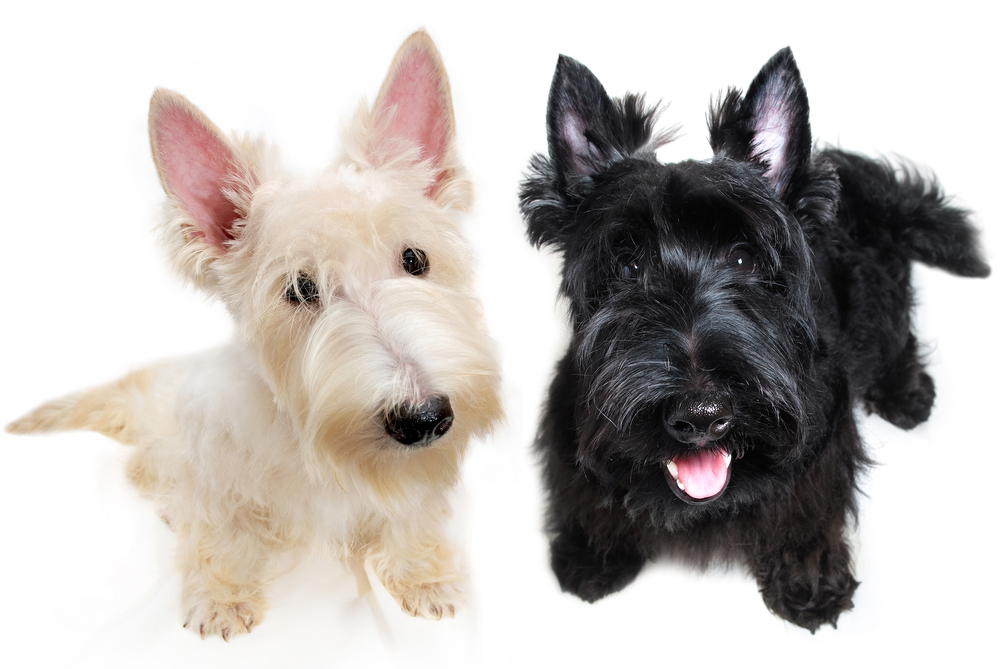 Sweet little black and white Scottish Terrier puppies
