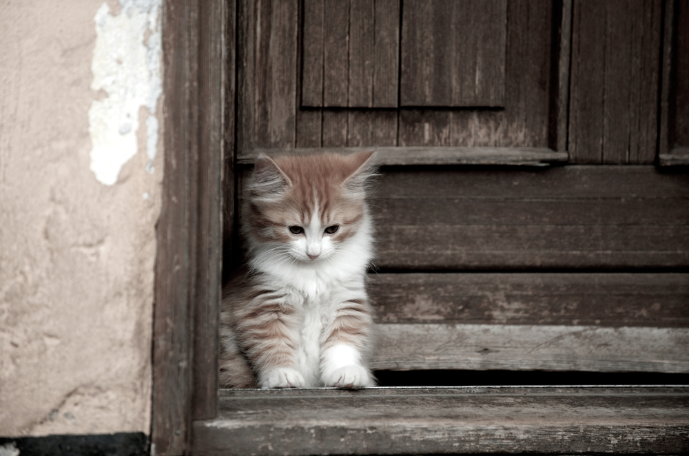 Kitten, red white Cymric, sitting in doorway, almost closed door.