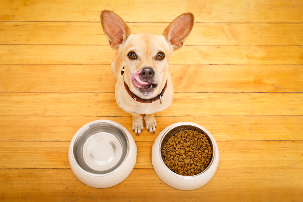 hungry  chihuahua podenco dog behind food bowl and water bowl, isolated wood background at home and kitchen