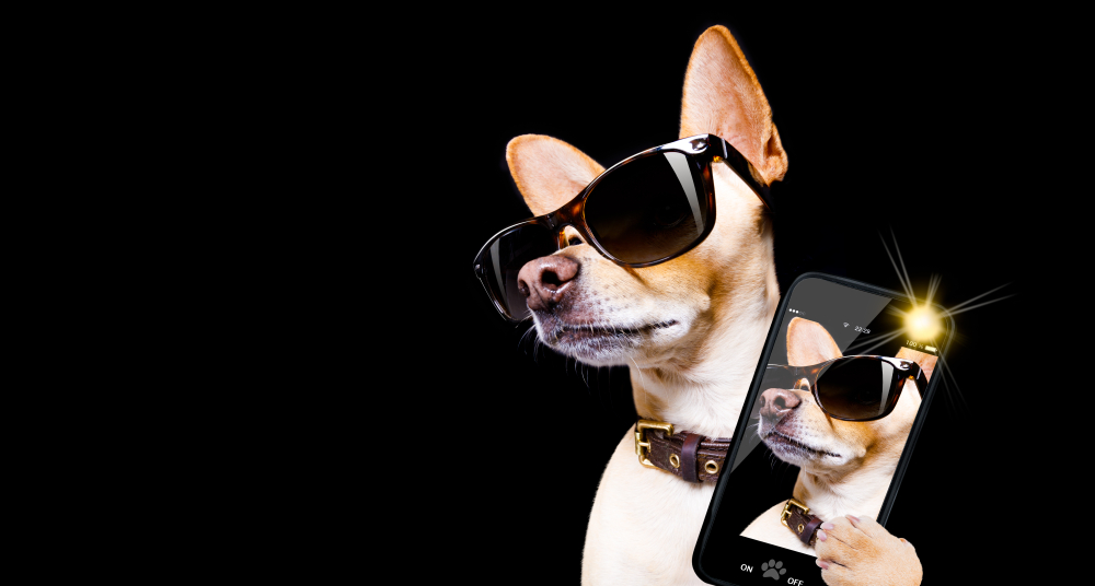 フラッシュ機能付きの携帯カメラでセルフィー写真を撮る犬