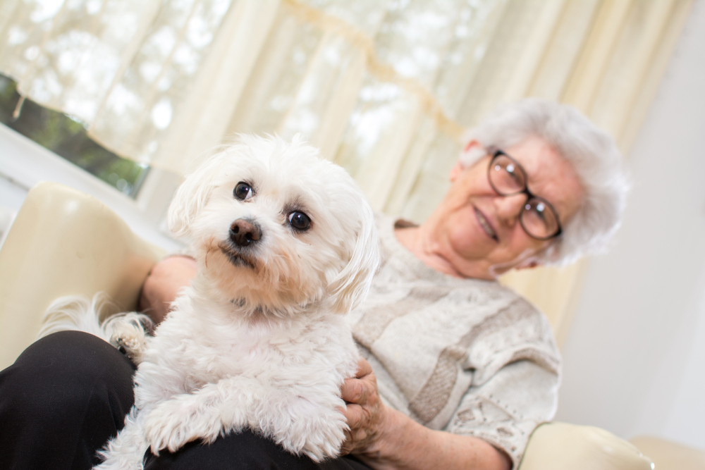 Senior woman holding Maltese dog in her lap. Focus on dog.