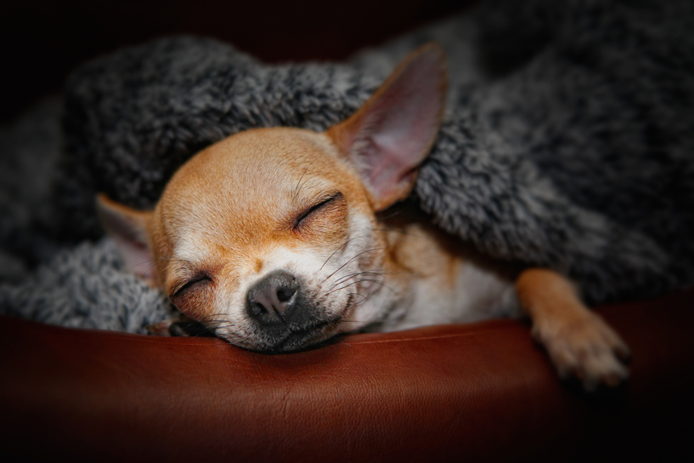 Sweet Sleeping Chihuahua baby