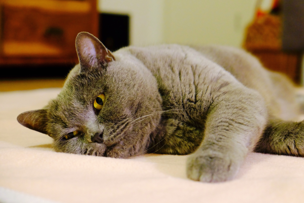 Chartreux Carthusian Cat British Shorthair