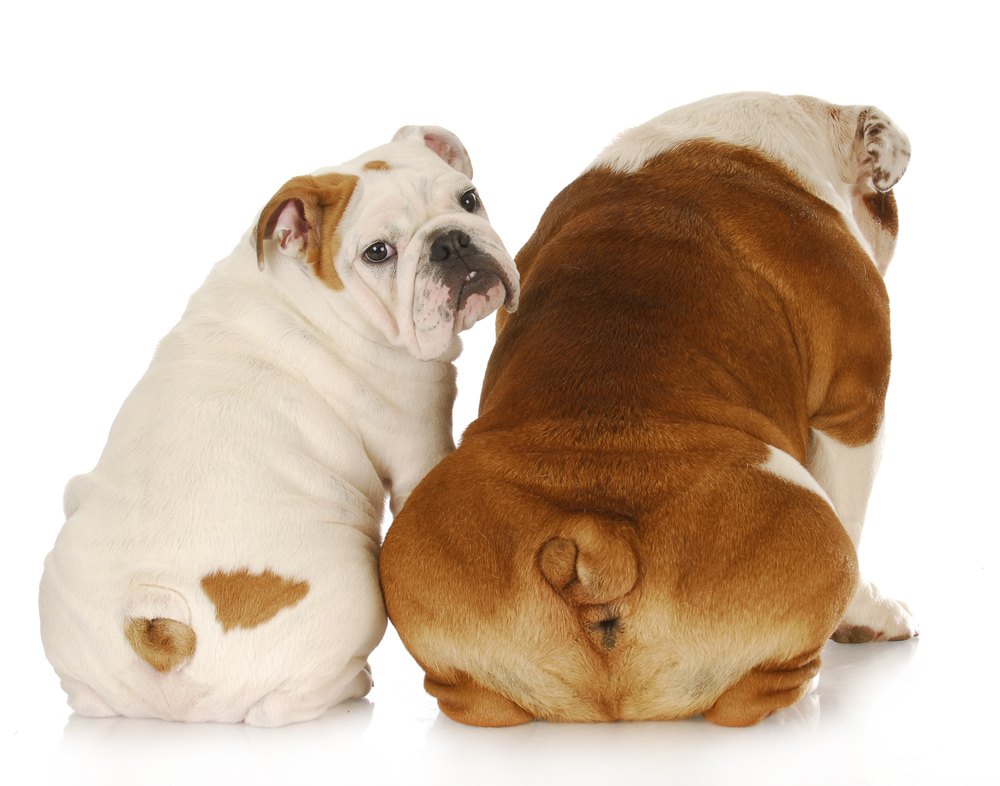 two english bulldogs with backsides to viewer with one looking over shoulder
