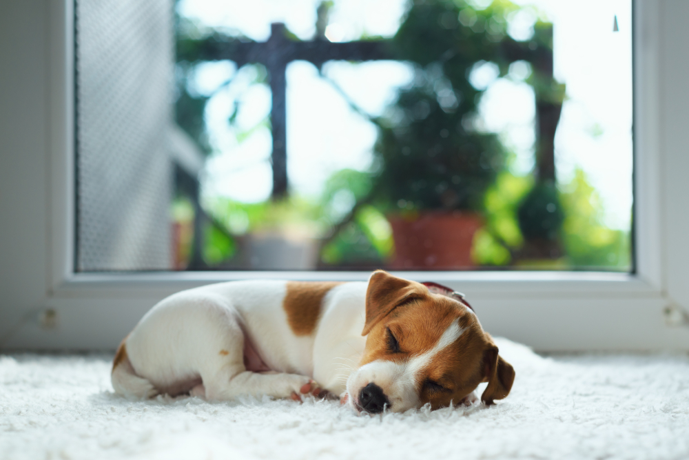 犬の睡眠は浅い！その理由と快適な睡眠をサポートする方法を解説