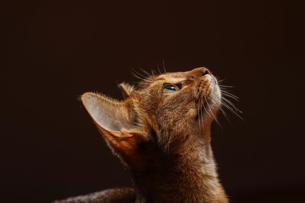 Abyssinian cat kitty