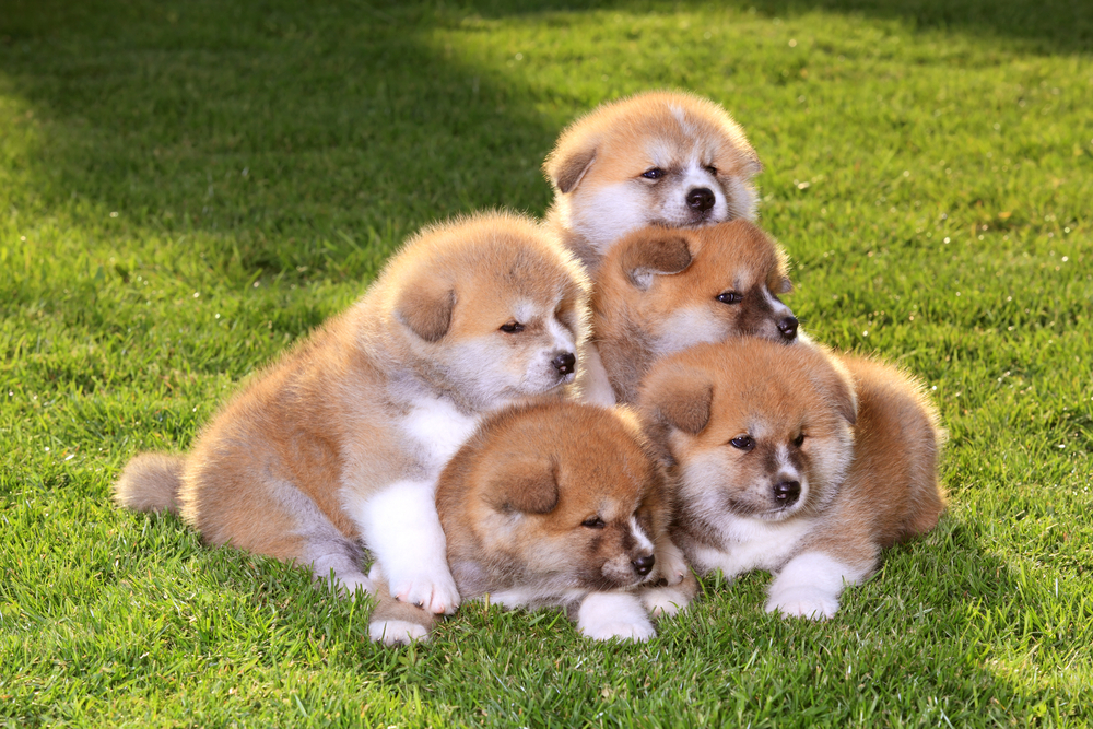 Five  Akita Inu puppy dog on green grass