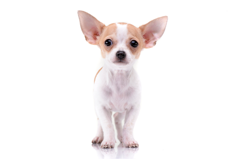 Studio shot of an adorable Chihuahua puppy standing on white background.
