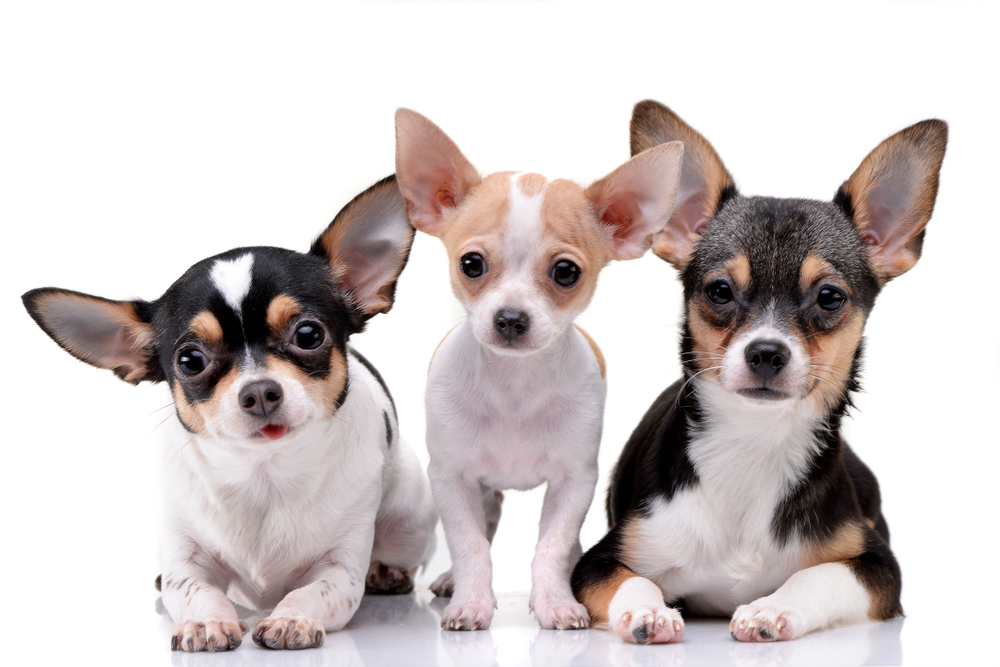 Studio shot of three adorable Chihuahua - isolated on white background.