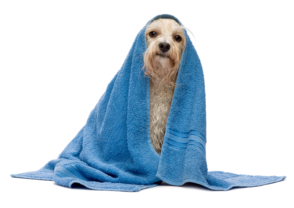 タオルで拭かれる犬