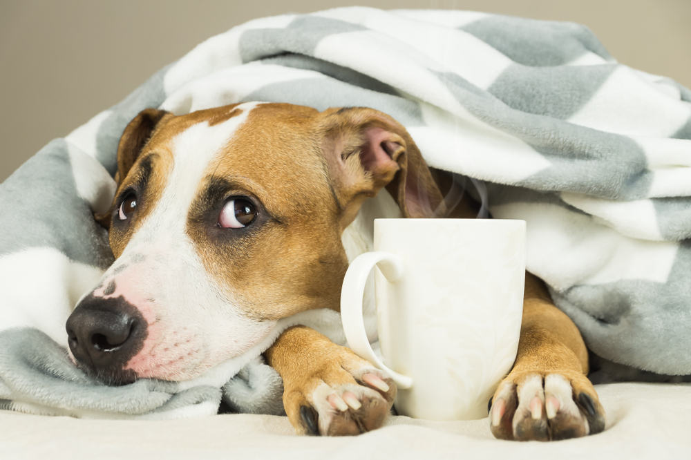 【獣医師監修】犬にコーヒーはNG！致死量ともしも飲んだ時の対処法！【2023年版】