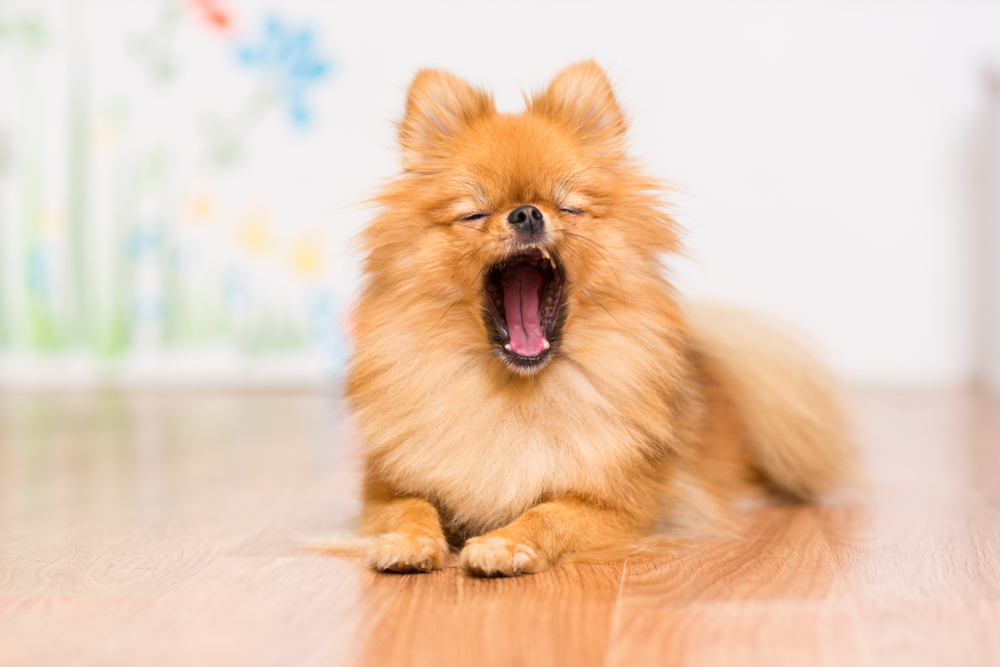 犬があくびをするのはなぜ？その理由と犬のあくびに隠れた病気のサインを解説！