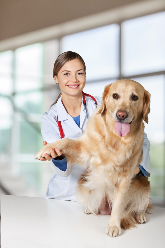 犬とドクター