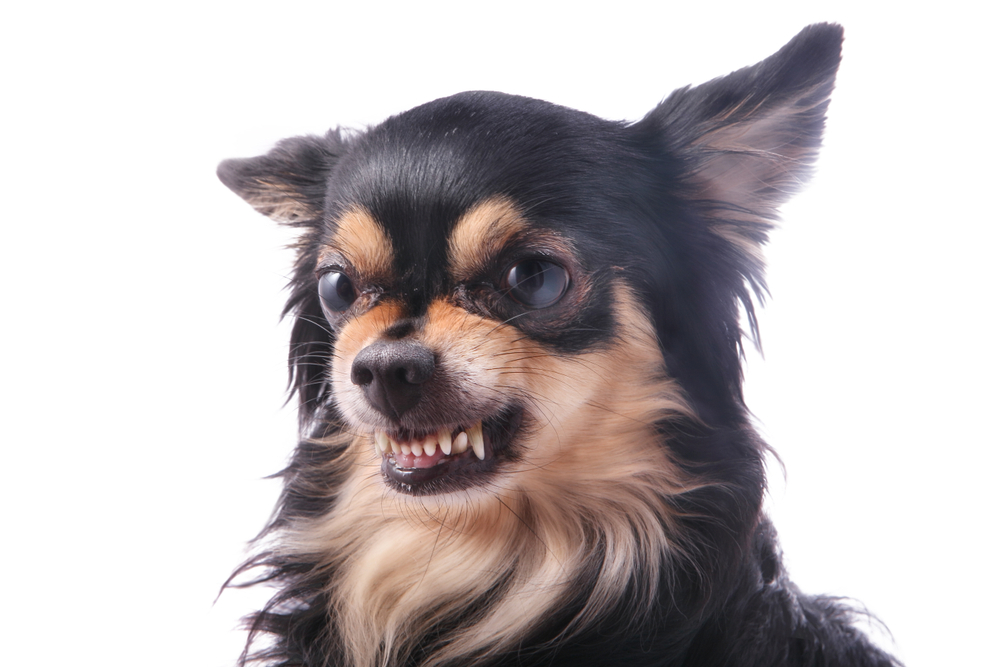 犬の唸り声をやめさせるには？唸り声の原因や対策、しつけについて解説