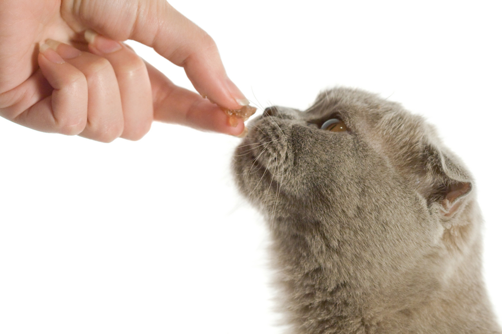 食べ物のにおいを嗅いでいる猫