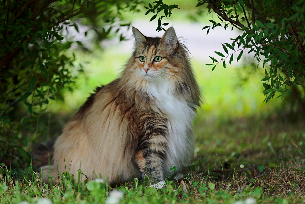 Norwegian forest cat female sitting under bushes