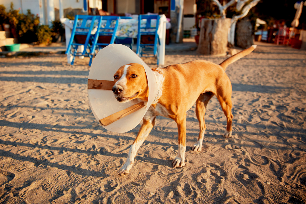 Injured dog with e-colllar walking on the sandy street in a sunny afternoon