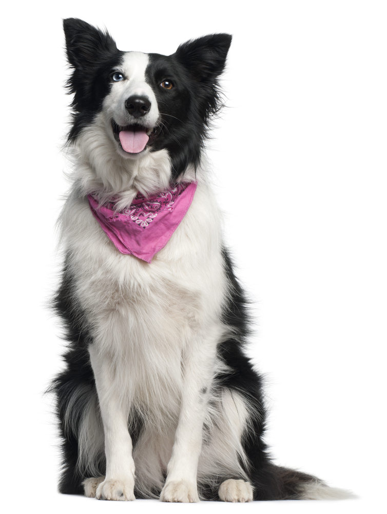 Border Collie wearing pink handkerchief, 2 years old, sitting in front of white background