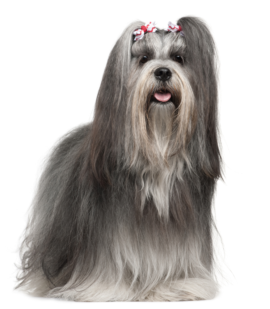 Lhasa Apso wearing hairbows, 2 years old, in front of white background