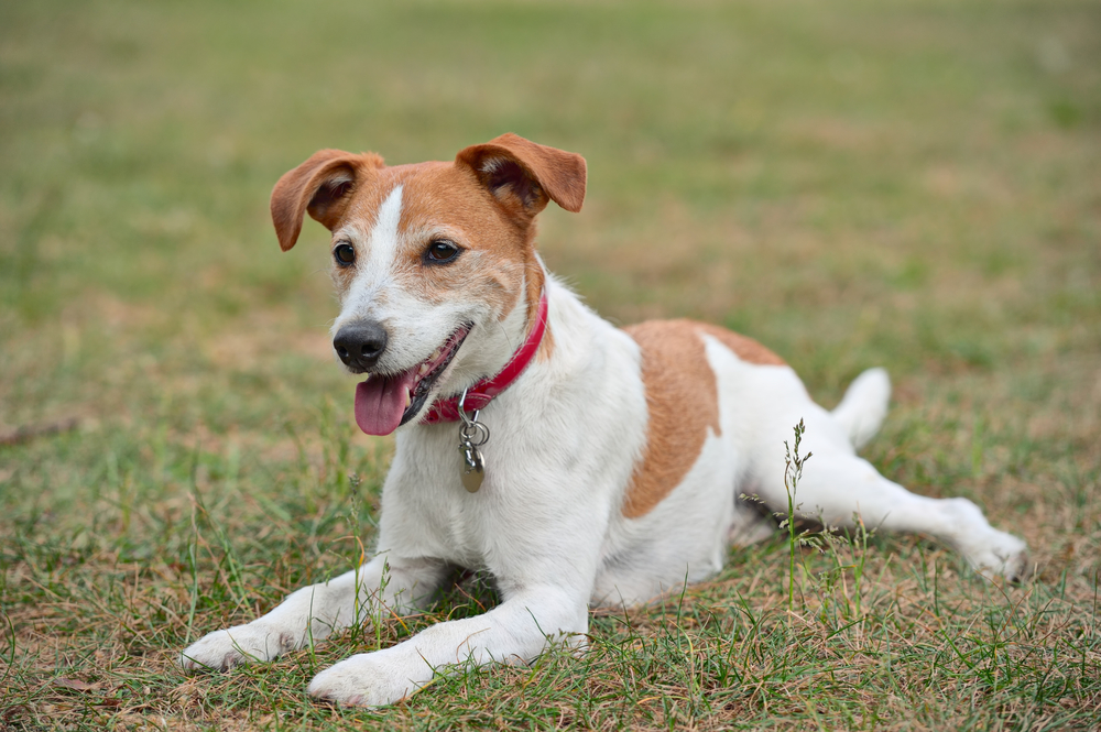 Parson Jack Russell Terrier resting on the grass
