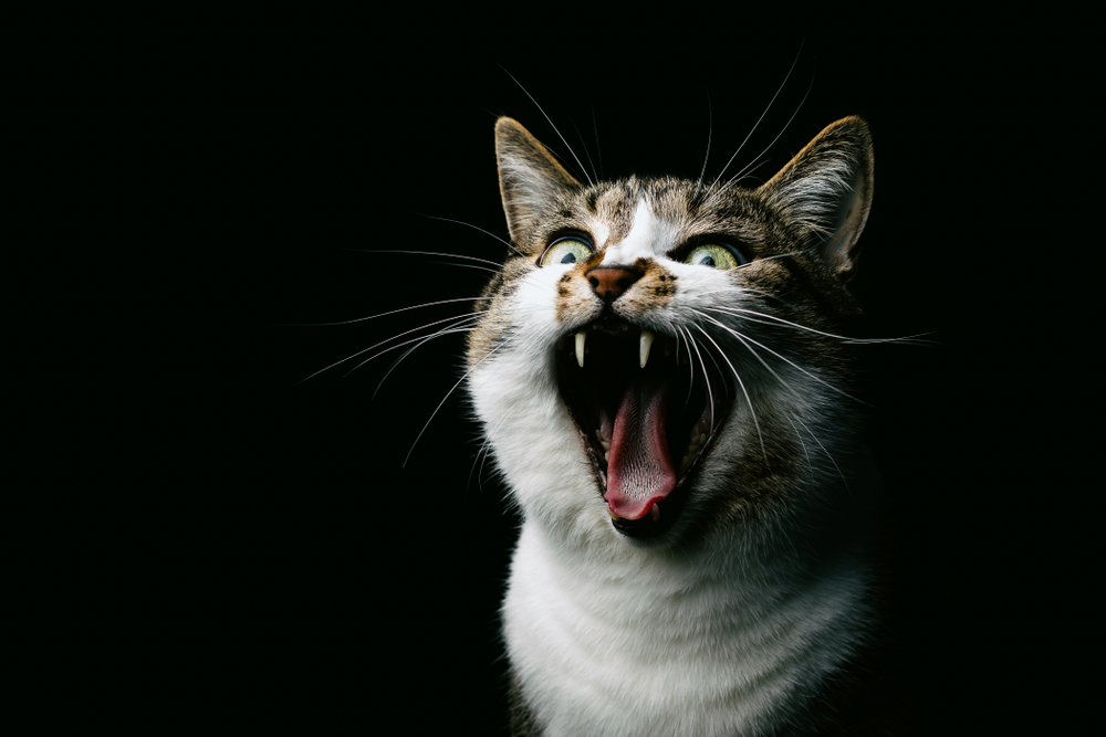猫の夜鳴きを止める方法は？猫の夜鳴きの原因と対策法を紹介！