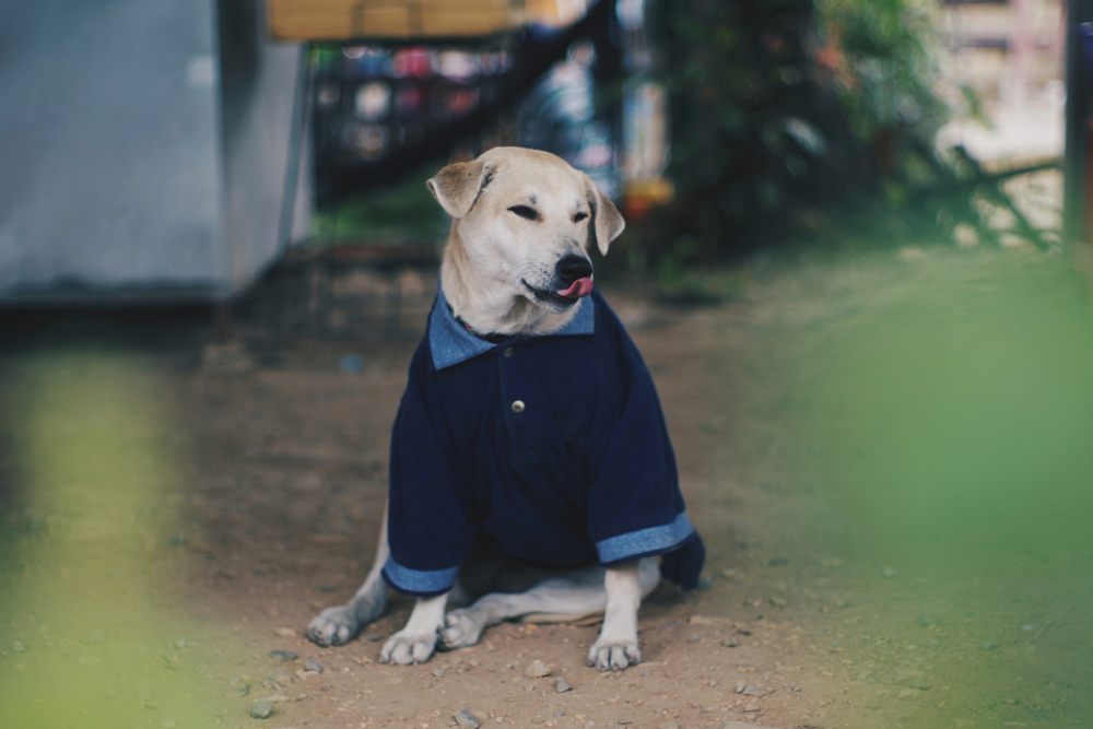 the dog wares a blue shirt because the weather very cold.