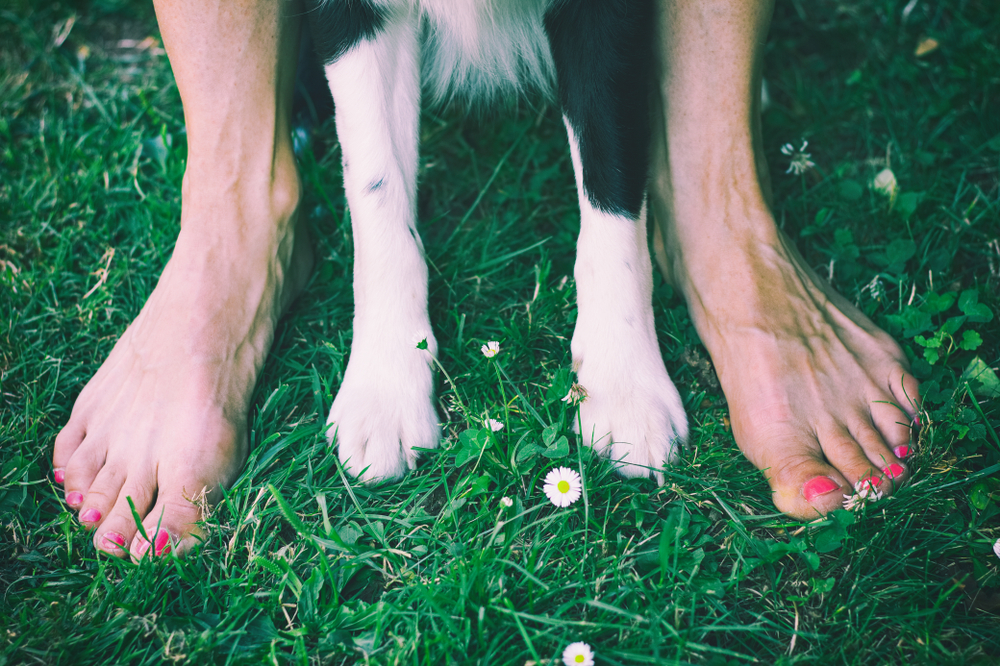 human legs and dog paws, friendship between human and dog, border collie
