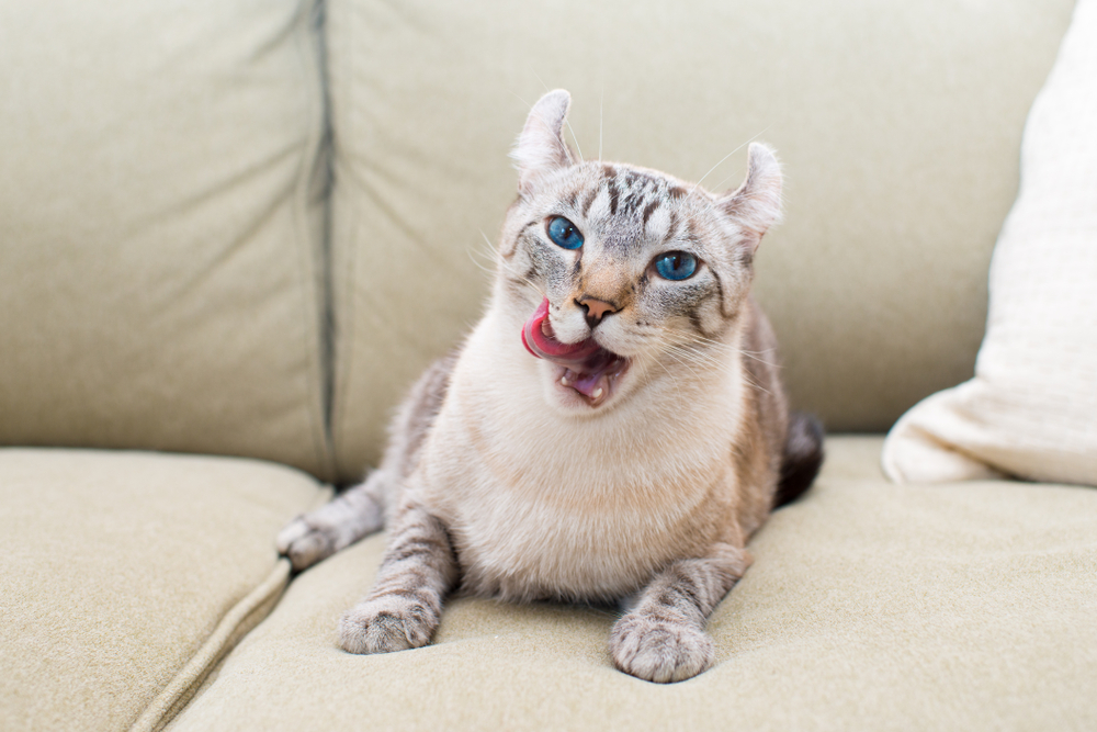 American Curl Cat