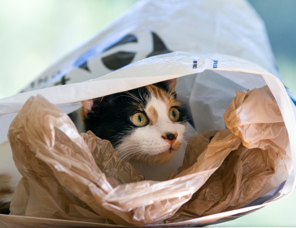 ビニール袋に入る猫