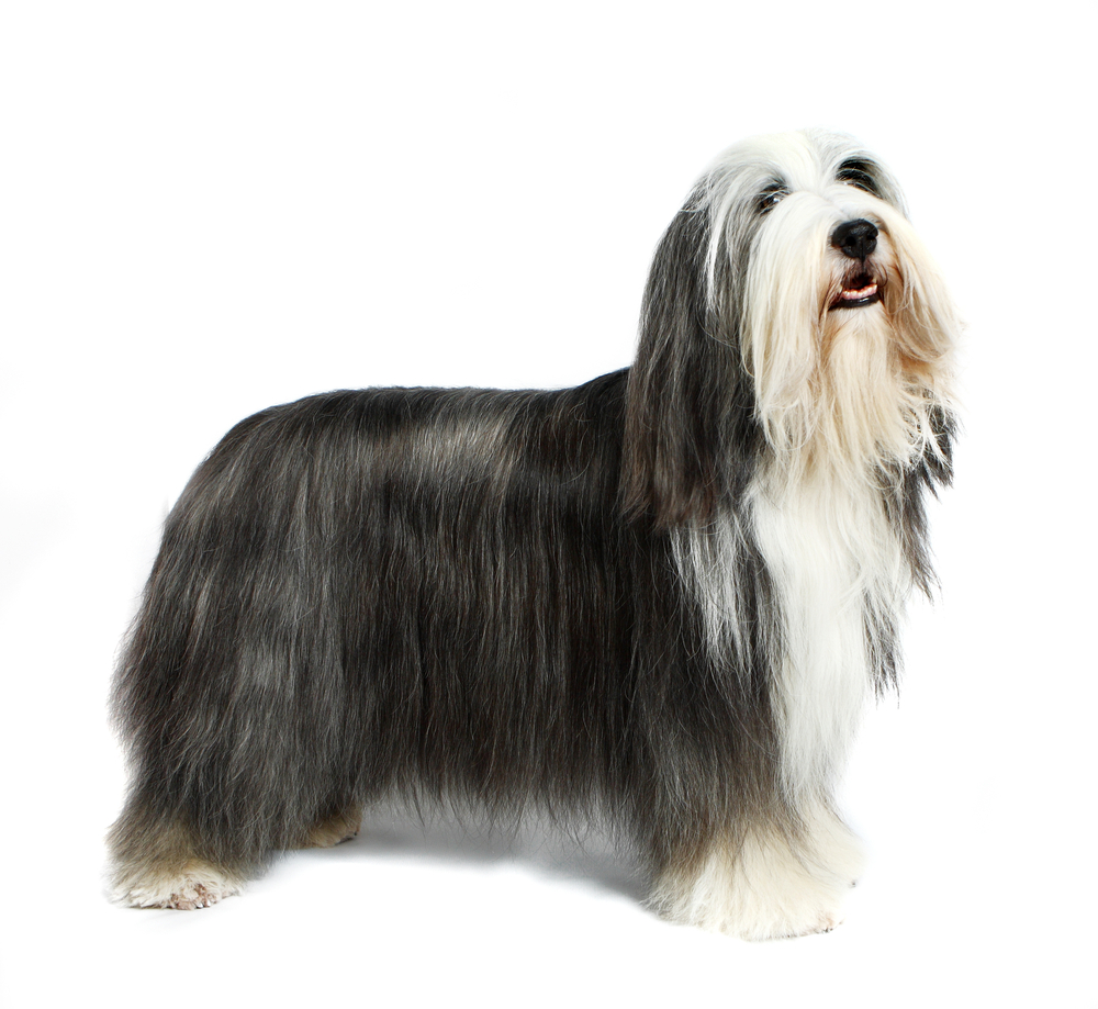 Sheepdog in front of a white background
