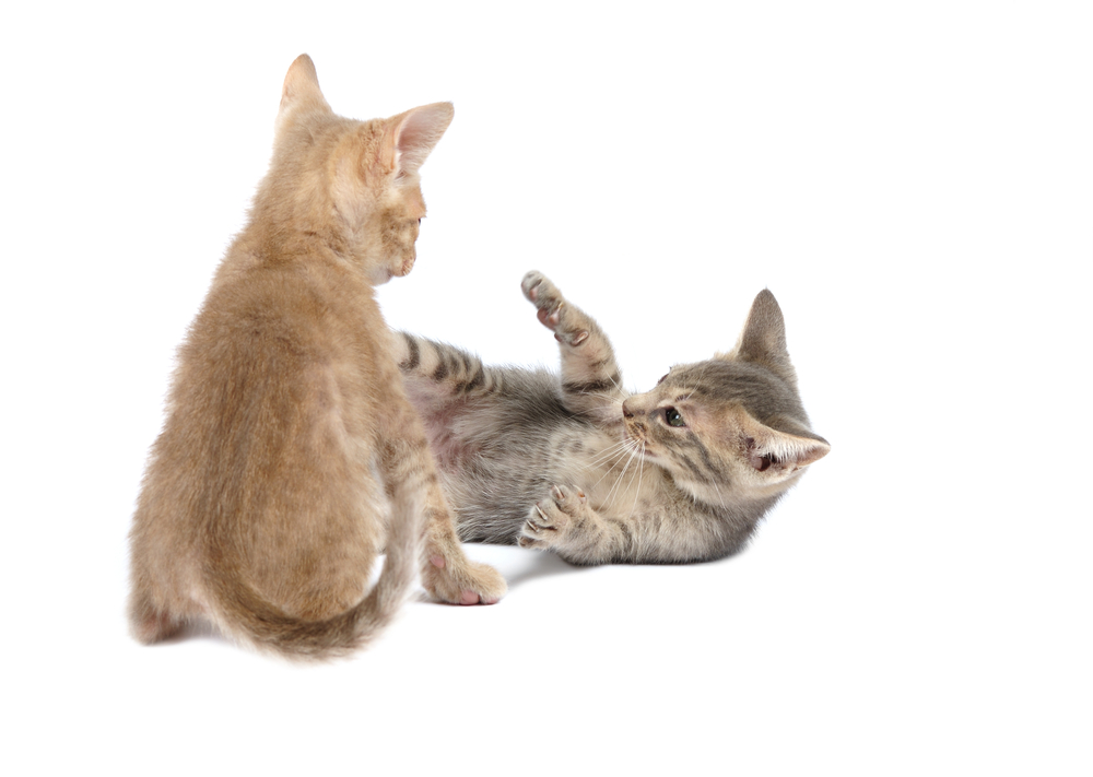 Two ocicact kittenplaying  on a white background. Studio shot.