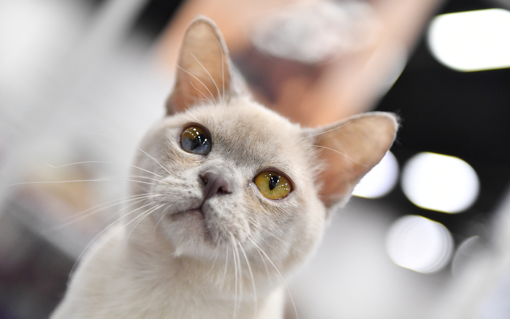 An European Burmese cat