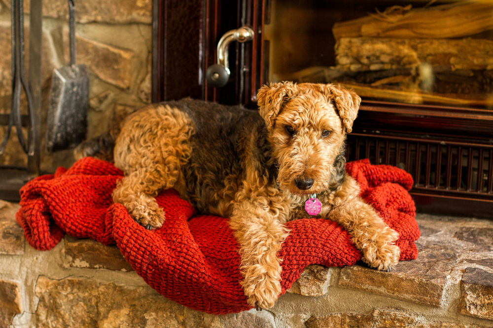 Welsh Terrier Dog Sitting in Front of a Fireplace