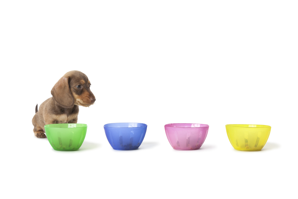 Wire-haired dachshund puppy cannot choose between colored cups with food on white background