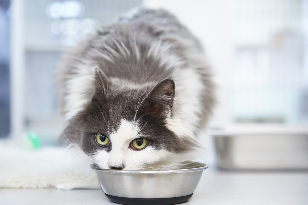 Long haired gray and white cat eating food from a cat bowl